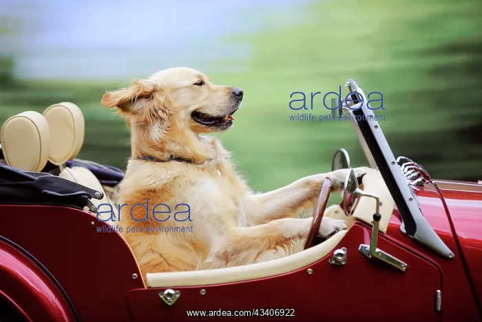  : DOG. Golden retriever driving car
