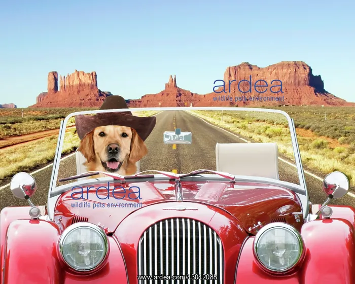 : Dog - Golden Retriever driving car through desert : Dog - Golden Retriever driving car through desert