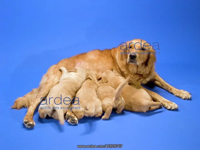  : Dog - Golden Retriever feeding puppies