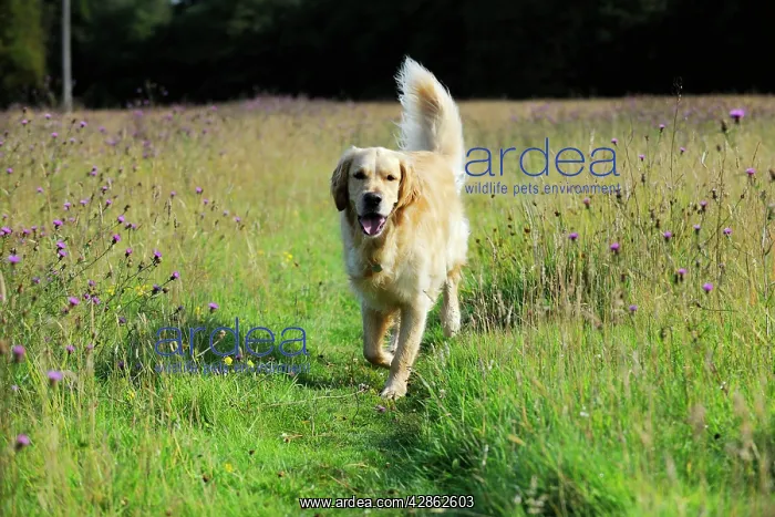 : Dog. Golden Retriever in field : Dog. Golden Retriever in field
