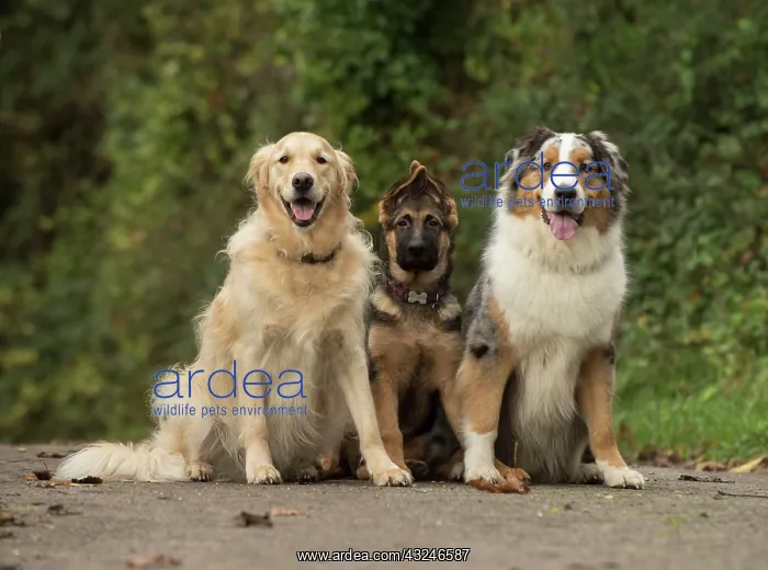 : Dog Golden Retriever German Shepherd (puppy) and Australian Shepherd all sitting : Dog Golden Retriever German Shepherd (puppy) and Australian Shepherd all sitting