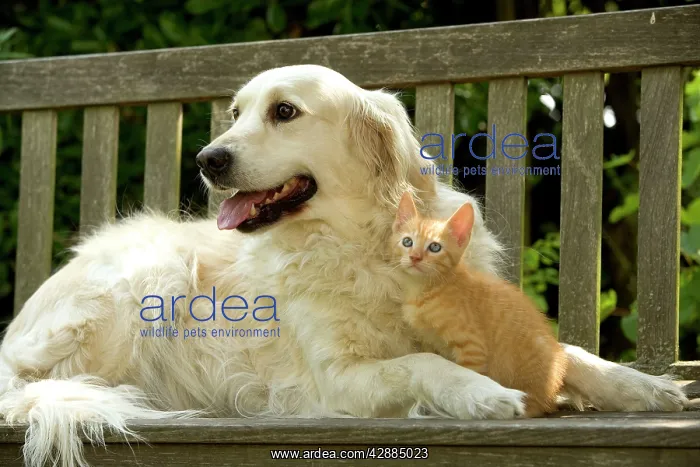  : Dog - Golden Retriever and ginger kitten