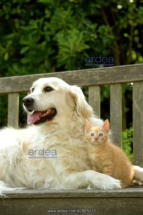  : Dog - Golden Retriever and ginger kitten