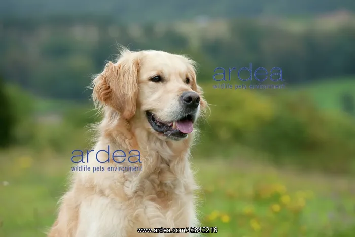 : DOG - Golden retriever (head shot) : DOG - Golden retriever (head shot)