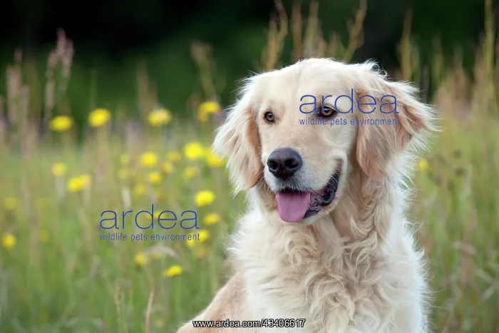 : DOG - Golden retriever (head shot) : DOG - Golden retriever (head shot)