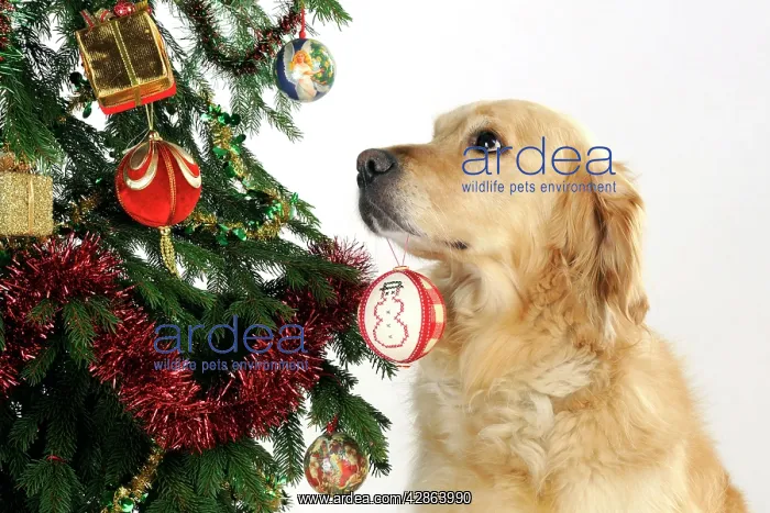 : DOG - Golden retriever hold Christmas bauble in mouth : DOG - Golden retriever hold Christmas bauble in mouth