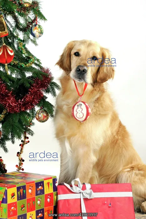 : DOG - Golden retriever hold Christmas bauble in mouth : DOG - Golden retriever hold Christmas bauble in mouth