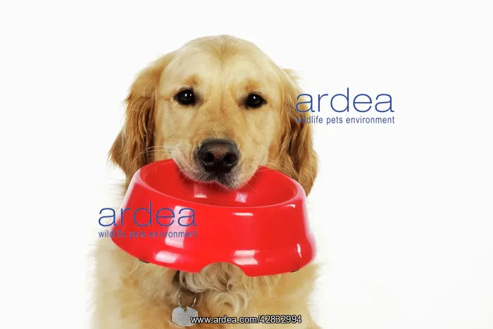 : Dog. Golden Retriever holding a bowl : Dog. Golden Retriever holding a bowl