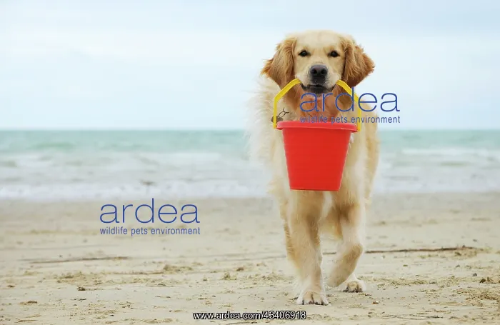 : DOG. Golden retriever holding bucket : DOG. Golden retriever holding bucket