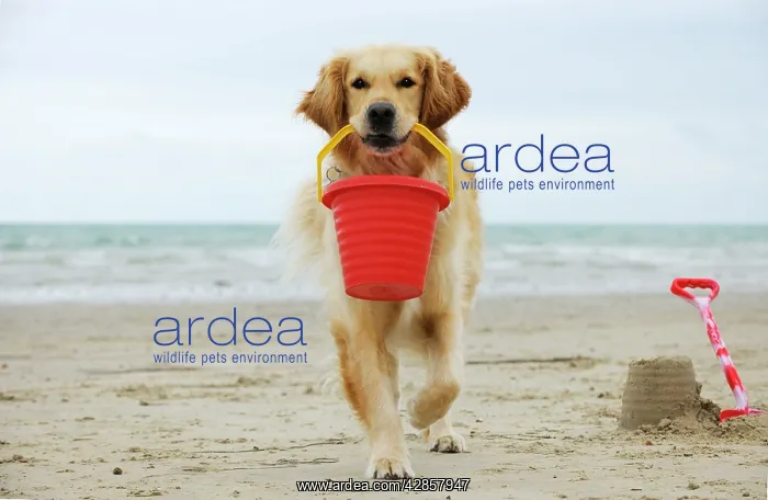: DOG. Golden retriever holding bucket with sandcastles : DOG. Golden retriever holding bucket with sandcastles