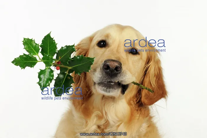 : DOG. Golden retriever holding holly (head shot) : DOG. Golden retriever holding holly (head shot)