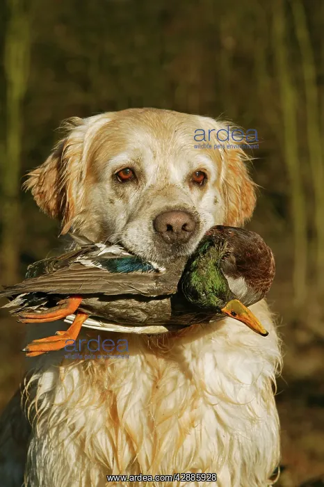 : Dog - Golden Retriever, holding Mallard Duck in mouth : Dog - Golden Retriever, holding Mallard Duck in mouth