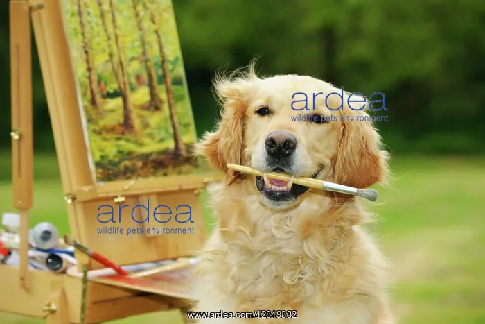 : DOG. Golden retriever holding paint brush in mouth : DOG. Golden retriever holding paint brush in mouth