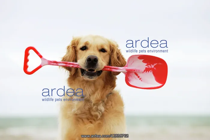 : DOG. Golden retriever holding spade : DOG. Golden retriever holding spade