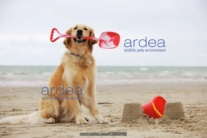: DOG. Golden retriever holding spade with sandcastles : DOG. Golden retriever holding spade with sandcastles