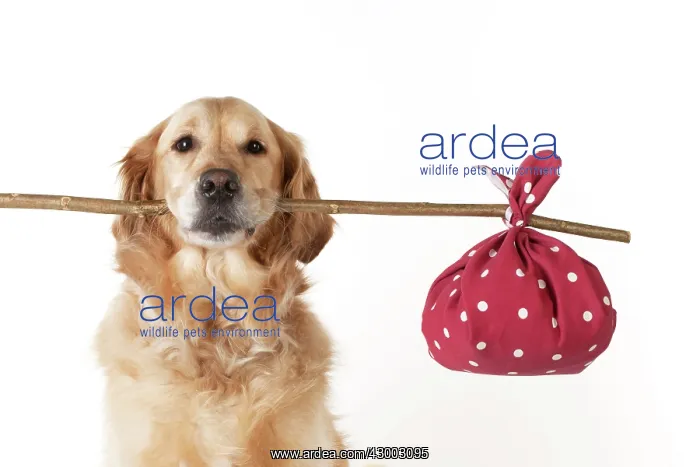  : Dog - Golden Retriever holding a stick with a spotted