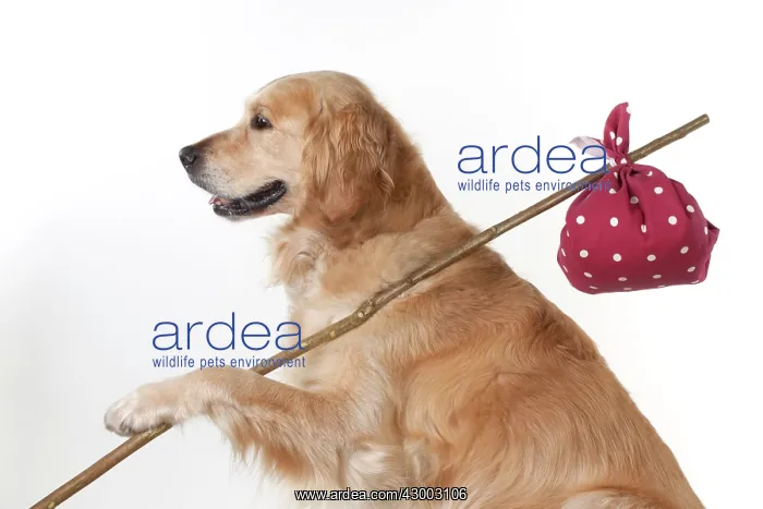 : Dog - Golden Retriever holding a stick with a spotted : Dog - Golden Retriever holding a stick with a spotted