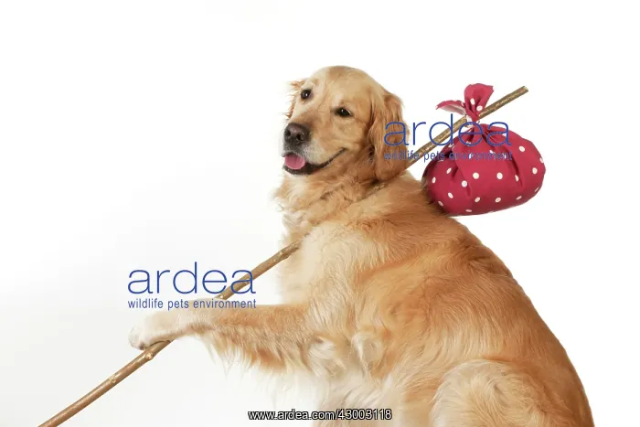 : Dog - Golden Retriever holding a stick with a spotted : Dog - Golden Retriever holding a stick with a spotted
