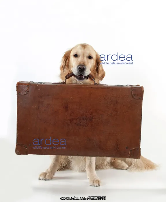 : DOG - Golden retriever holding suitcase : DOG - Golden retriever holding suitcase