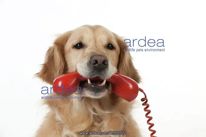 : DOG - Golden retriever holding telephone in its : DOG - Golden retriever holding telephone in its
