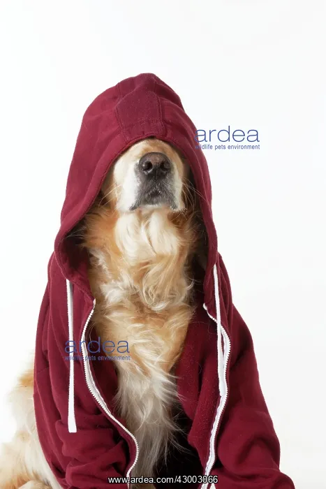  : Dog - Golden Retriever in a Hoodie