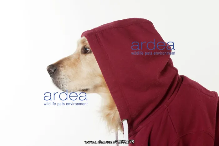  : Dog - Golden Retriever in a Hoodie
