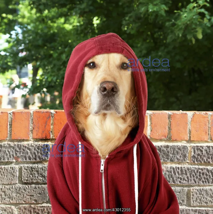 : DOG - Golden Retriever in a Hoodie : DOG - Golden Retriever in a Hoodie