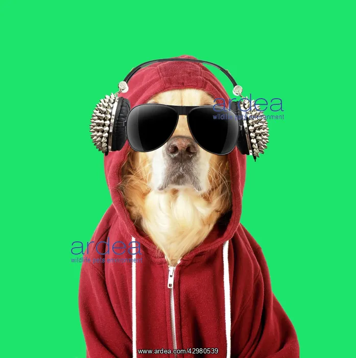 : DOG - Golden Retriever in a Hoodie with sunglasses : DOG - Golden Retriever in a Hoodie with sunglasses