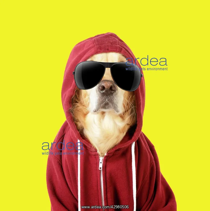 : DOG - Golden Retriever in a Hoodie wearing sunglasses : DOG - Golden Retriever in a Hoodie wearing sunglasses