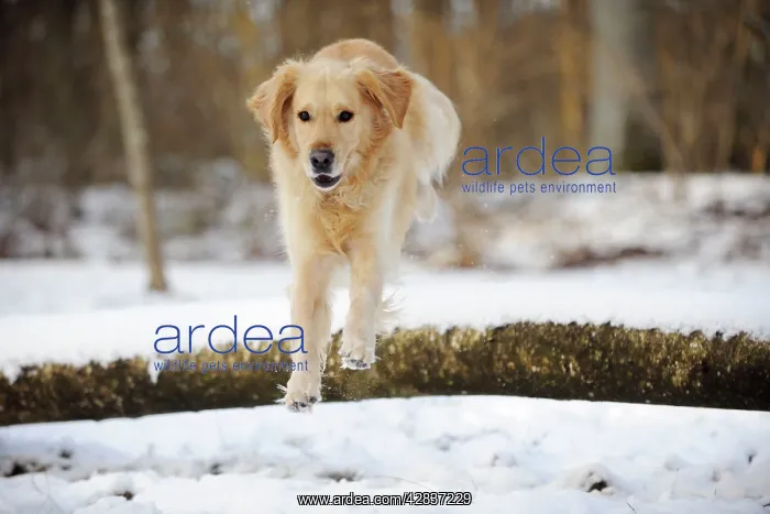 : DOG. Golden retriever jumping over snow covered branch : DOG. Golden retriever jumping over snow covered branch