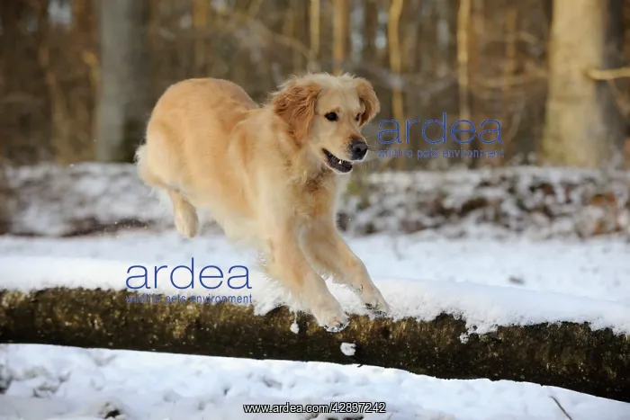 : DOG. Golden retriever jumping over snow covered branch : DOG. Golden retriever jumping over snow covered branch