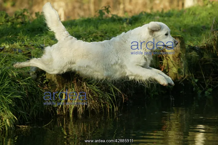  : Dog - Golden Retriever, jumping into water