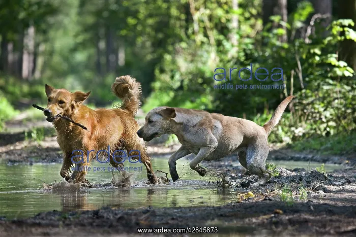 : Dog - Golden Retriever and Labrador - running through : Dog - Golden Retriever and Labrador - running through