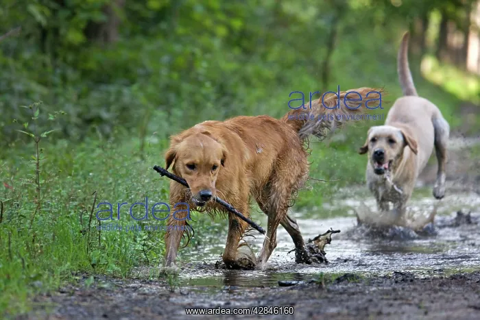 : Dog - Golden Retriever and Labrador - running through : Dog - Golden Retriever and Labrador - running through