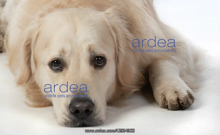 : DOG. Golden Retriever, laying down, sad eyes : DOG. Golden Retriever, laying down, sad eyes