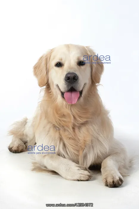 : DOG. Golden Retriever, laying down, smile, studio : DOG. Golden Retriever, laying down, smile, studio