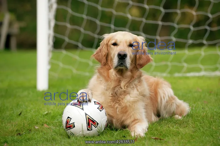: DOG - Golden retriever laying in goal with a footbal : DOG - Golden retriever laying in goal with a footbal