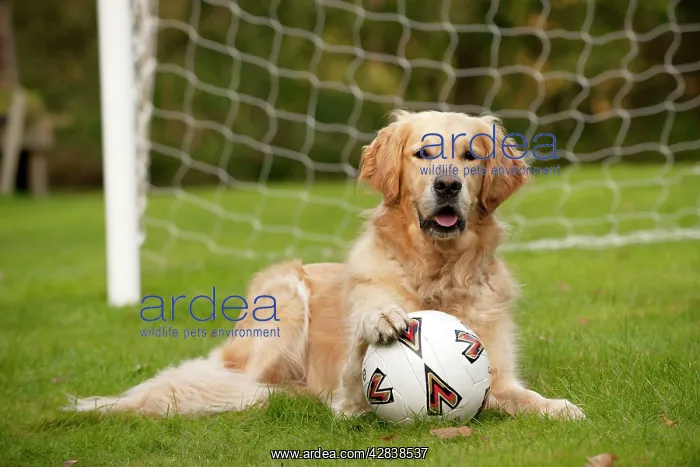 : DOG - Golden retriever laying in goal with a football : DOG - Golden retriever laying in goal with a football