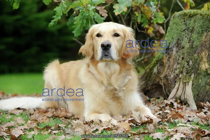 : DOG. Golden retriever in leaves : DOG. Golden retriever in leaves