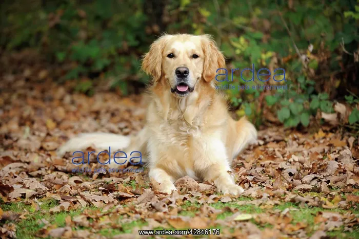 : DOG. Golden retriever in leaves : DOG. Golden retriever in leaves