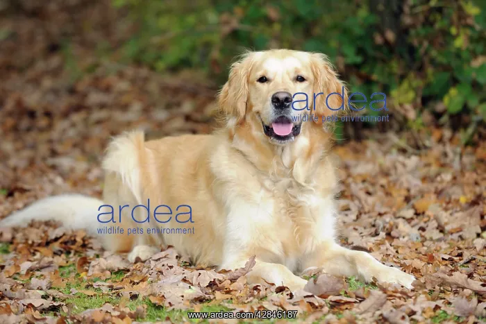 : DOG. Golden retriever in leaves : DOG. Golden retriever in leaves