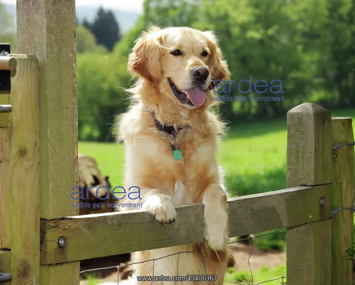  : DOG. Golden retriever looking over fence
