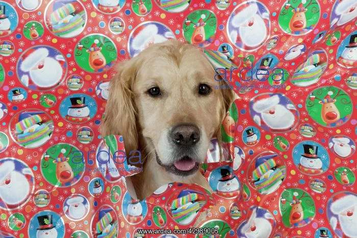 : DOG - Golden retriever looking through a hole in : DOG - Golden retriever looking through a hole in