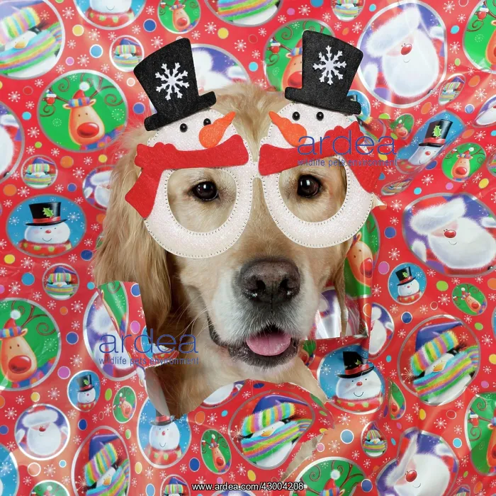 : DOG - Golden retriever looking through a hole : DOG - Golden retriever looking through a hole
