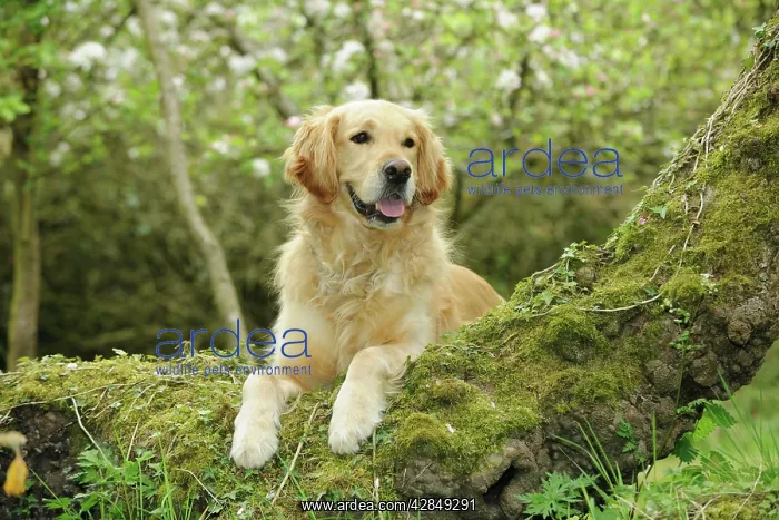 : DOG. Golden retriever looking over tree root : DOG. Golden retriever looking over tree root