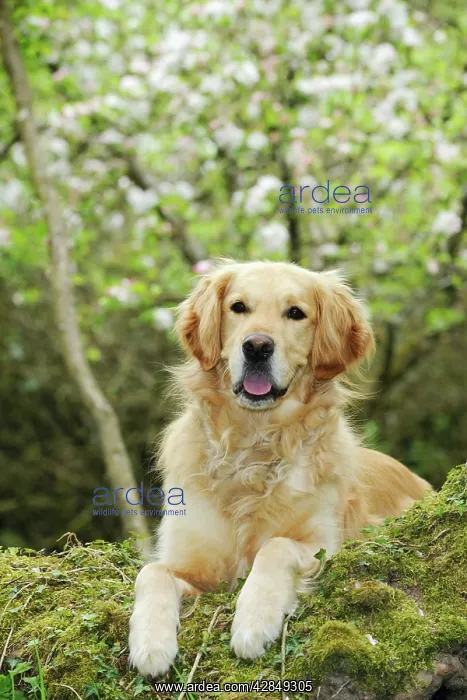 : DOG. Golden retriever looking over tree root : DOG. Golden retriever looking over tree root