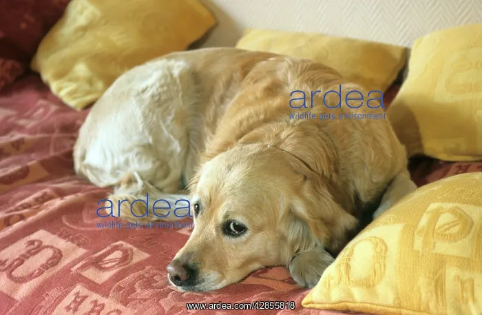  : Dog - Golden Retriever lying down
