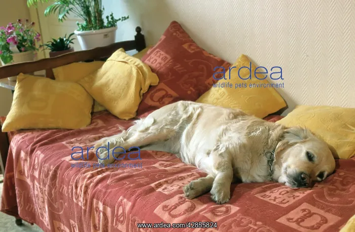  : Dog - Golden Retriever lying down