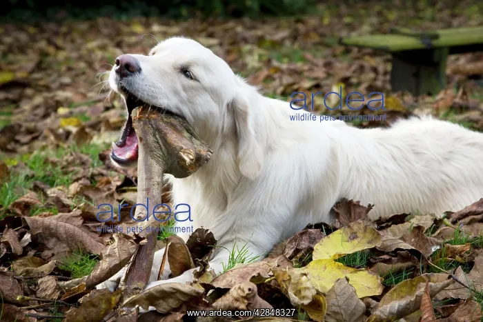 : Dog - Golden Retriever lying down in autumn leaves : Dog - Golden Retriever lying down in autumn leaves