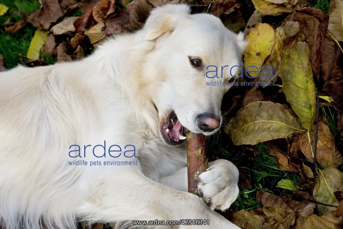 : Dog - Golden Retriever lying down in autumn leaves : Dog - Golden Retriever lying down in autumn leaves